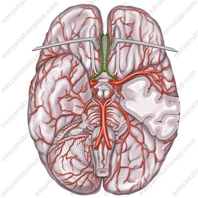 Передняя мозговая артерия (arteria cerebri anterior)
